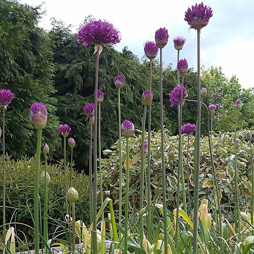 Alliums - Flexible plants